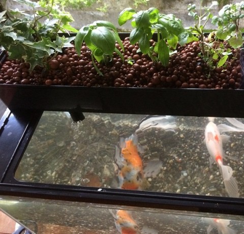 アクアポニックス